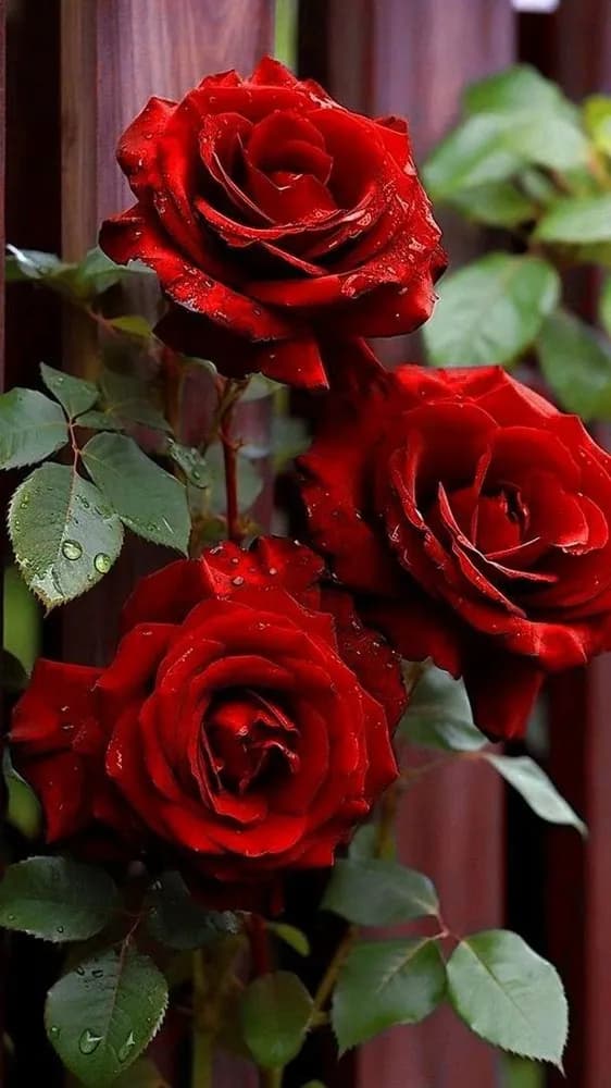 Profil de Valentino, 31 ans, Rencontre Libertine à L'Orient (Vaud)