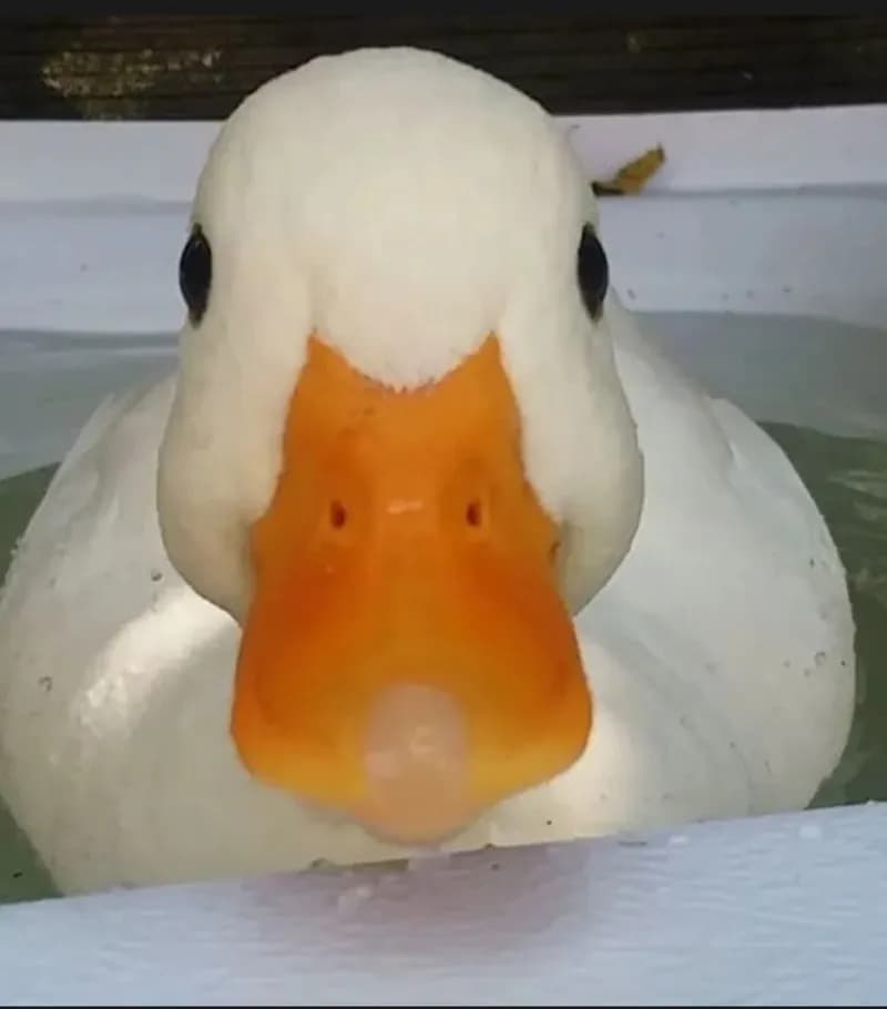 Profil de Maden, 37 ans, Rencontre Libertine à Zillis (Grisons)