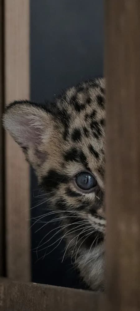 Profil de Gennaro, 26 ans, Rencontre Libertine à Mümliswil (Soleure)